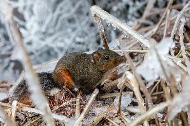 三星今年的电视将内置Stadia、GeForce Now和NFT
